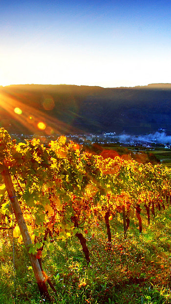 Gorgeous vineyard view, Sunny skies, Mobile , For.com HD phone wallpaper