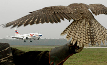 Airbus, falcon HD wallpaper