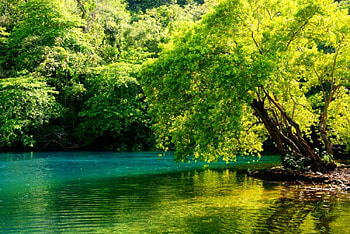 Calm forest river, river, beautiful, serenity, tree, summer, quiet, reflection, greenery, calmness, forest HD wallpaper