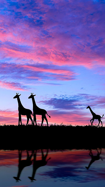 Spectacular giraffe silhouette, Evening tranquility, Sony Xperia wonderland, Nature's mesmerizing beauty HD phone wallpaper