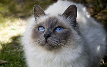 Animals, Cat, Fluffy, Muzzle, Blue Eyed, Blue-Eyed HD wallpaper