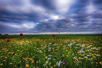Purple flower field, Ultra HD wallpaper