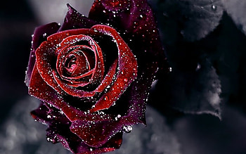 Plants, Flowers, Roses HD wallpaper
