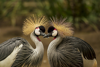 Grey Crowned Crane, animal, brey, bird, crowned, crane HD wallpaper