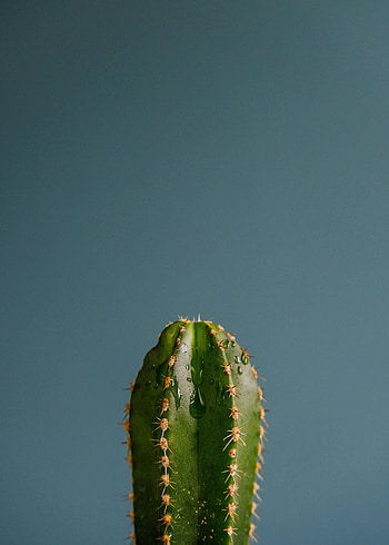 Drops, Plant, Miscellanea, Miscellaneous, Cactus, Thorns, Prickles HD phone wallpaper