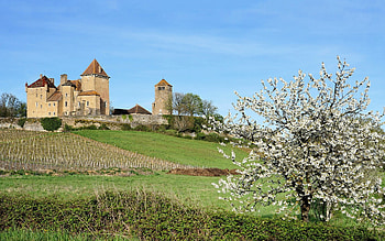 Spring in France, castle, spring, vineyard, blossoms, France, tree HD wallpaper