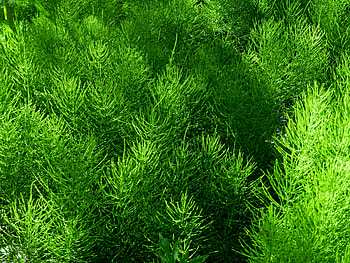 Roadside Shaver Grass, Nature, Summer, graphy, Grass HD wallpaper