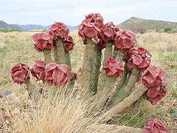 Cactuses, Flowers, Grass, Mountains, Bloom, Flowering, Dry, Deadwood HD wallpaper