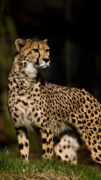 Cheetah, Jungle Leopard HD phone wallpaper