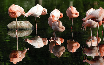 Animals, Grass, Flamingo, Swamp, Flock HD wallpaper