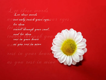 My Soulmate, poem, love, flower HD wallpaper