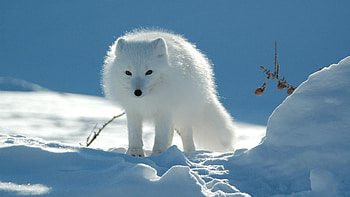 Animals, Snow, Stroll, Arctic Fox, Danger, Caution HD wallpaper