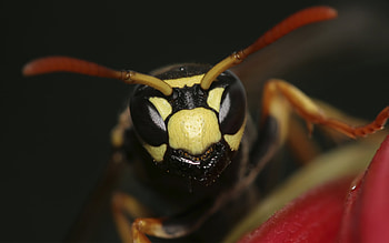 Wasp , Insect beauty, Nature's tiny warriors, resolution HD wallpaper
