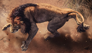 Angry Lion, lion, animals HD wallpaper