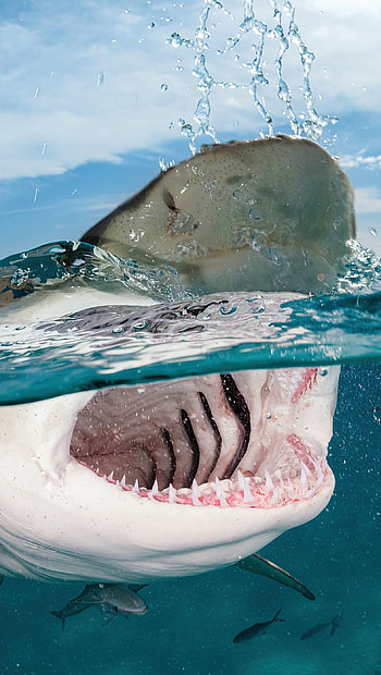Shark under the water, ultra HD phone wallpaper