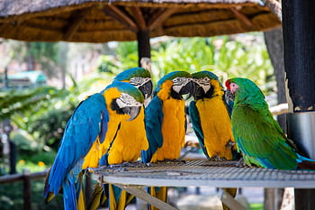 A vibrant group of macaws perched outdoors, showcasing their exotic plumage. HD wallpaper