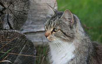 Animals, Cats HD wallpaper