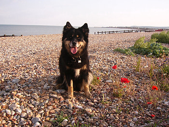 Animals, Flowers, Stones, Sea, Pier, Sit, Dog, Crushed Stone, Rubble HD wallpaper