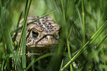 Toad , Diverse collection, Toad species, Nature's elegance HD wallpaper