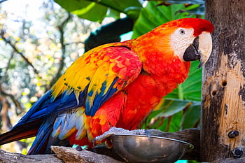 Close-up of a colorful Scarlet Macaw perched outdoors, showcasing vivid feathers. HD wallpaper