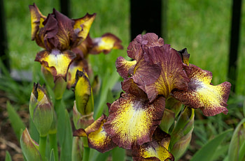 Flowers, Blur, Smooth, Brown, Greens, Irises HD wallpaper