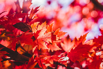 Maple leaves, autumn, tree branch, nature HD wallpaper