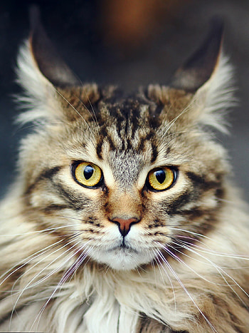 Brown blotched tabby, Maine Coon HD phone wallpaper