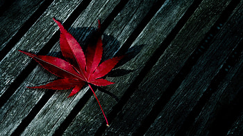 Red maple leaf, Contrast on wood, Striking , Alluring simplicity HD wallpaper