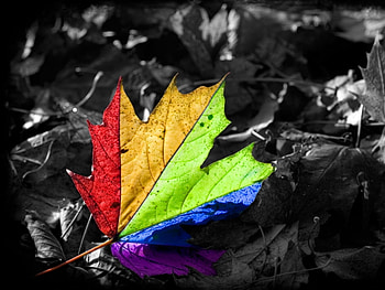 Background, Leaves HD wallpaper