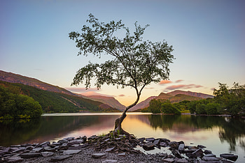 Lakeside tree, nature HD wallpaper