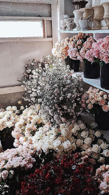 Preety Aesthetic, Preety Roses HD phone wallpaper