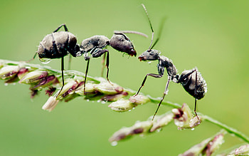 Carpenter, Ant HD wallpaper