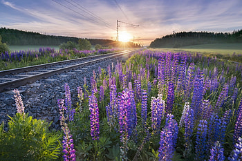 Splendor, clouds, sky, nature, flowers, sunset, flowers field HD wallpaper