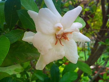 gardenia, nature, rain, beauty, flower HD wallpaper