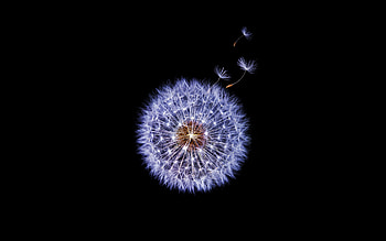 Dandelion, flower, Samsung galaxy s9, stock, minimal HD wallpaper