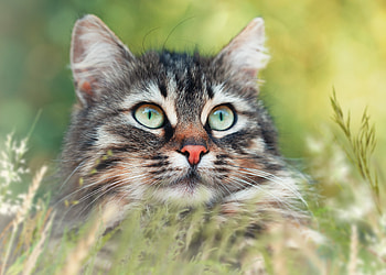 Animal, cat HD wallpaper