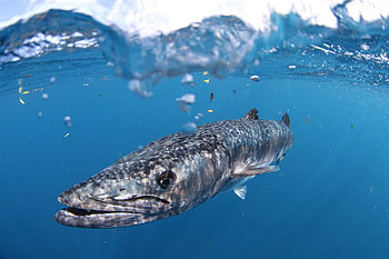 Barracuda , , High-definition, Aquatic predator HD wallpaper