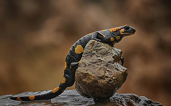 Variety of salamander , Nature's unique animals, collection for animal enthusiasts, Reptile beauty HD wallpaper