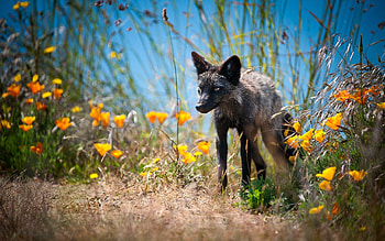 Animals, Flowers, Grass, Fox, Stroll, Unusual HD wallpaper
