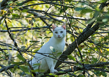 Animals, Wood, Cat, Tree, Branches HD wallpaper