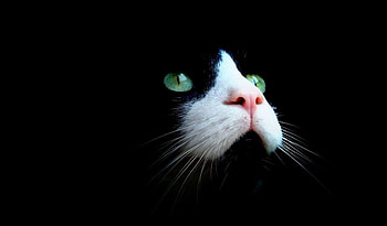 close up, white, black, animals, cats, eyes, beauty HD wallpaper