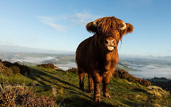 Cow , 63 HD wallpaper