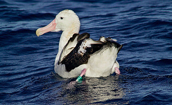 Wandering albatross, Facts and figures, Oceanic realm, Admirable endurance HD wallpaper