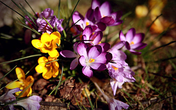 Flowers, Grass, Macro, Bouquet, Mud, Dirt HD wallpaper