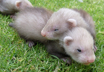 Ferret Cuddles on the Grass, animal, baby, ferret HD wallpaper