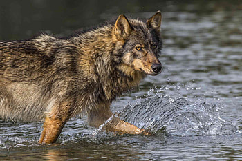 British Columbia Wolf, columbia, british, wolf, water HD wallpaper