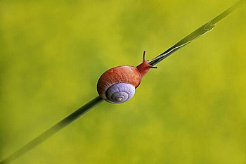 Snail, cool, beautiful HD wallpaper