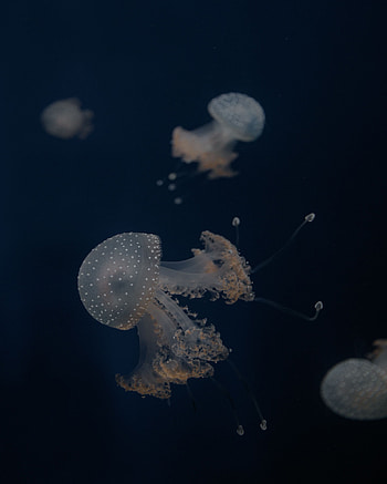 Animals, Sea, Jellyfish, Underwater World, Tentacles, Depth HD phone wallpaper