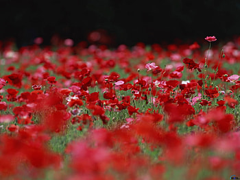 Plants, Flowers, Poppies HD wallpaper