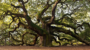 Ancient tree , Top backgrounds HD wallpaper